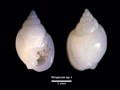 Ringicula sp. 1 - Ringicula sp. 1