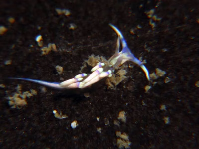 Godiva sp. 1 - Godiva sp. 1