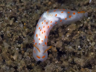 Gymnodoris sp. 24 - Gymnodoris sp. 24