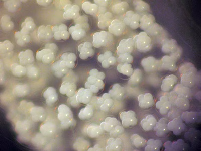 Cerberilla asamusiensis - Cerberilla asamusiensis