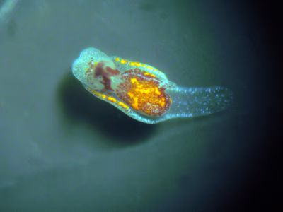 Siphopteron sp. 2 - Siphopteron sp. 2