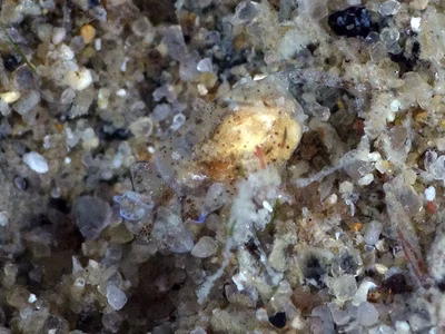 Haminoea sp. 14 - Haminoea sp. 14