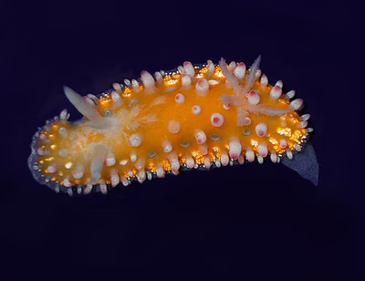 Cadlinella ornatissima - Cadlinella ornatissima