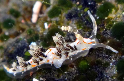 Phidiana bourailli - Phidiana bourailli