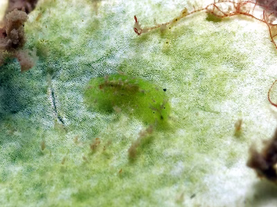 Phyllaplysia sp. 2 - Phyllaplysia sp. 2
