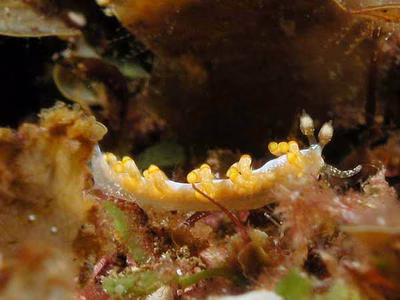 Samla bilas - Samla bilas