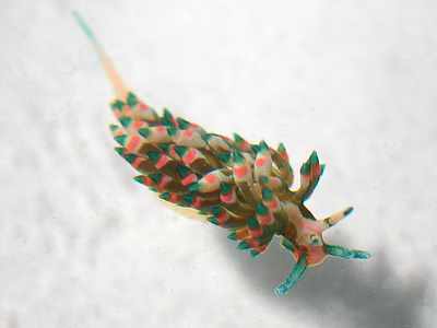 Eubranchus sp. 6 - Eubranchus sp. 6