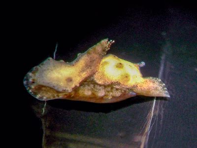 Niparaya sp. 4 - Niparaya sp. 4