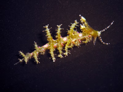 Limenandra confusa - Limenandra confusa