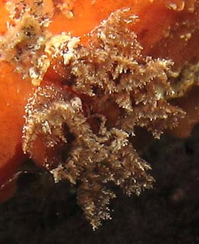Sclerodoris tuberculata - Sclerodoris tuberculata