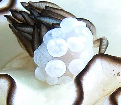 Gymnodoris sp. 2 - Gymnodoris sp. 2