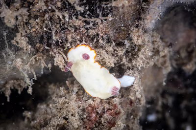 Goniobranchus verrieri - Goniobranchus verrieri