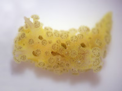 Aegires pruvotfolae - Aegires pruvotfolae