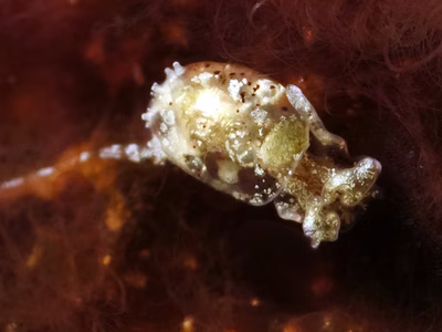 Haminoea sp. 10 - Haminoea sp. 10