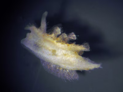 Kaloplocamus sp. 1 - Kaloplocamus sp. 1