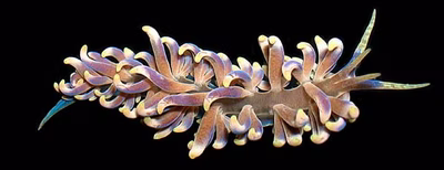 Phyllodesmium magnum - Phyllodesmium magnum