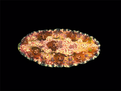 Phyllidiopsis cardinalis - Phyllidiopsis cardinalis