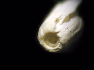 Retusa waughiana - Retusa waughiana