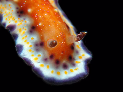 Goniobranchus collingwoodi - Goniobranchus collingwoodi