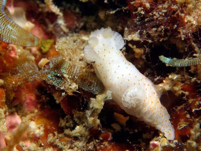 Gymnodoris inornata - Gymnodoris inornata