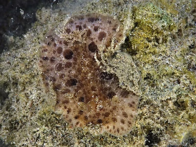 Discodoris sp. 7 - Discodoris sp. 7