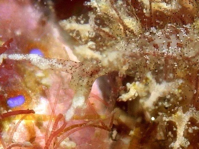 Hermaea sp. 5 - Hermaea sp. 5