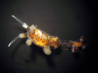 Doto pita - Doto pita