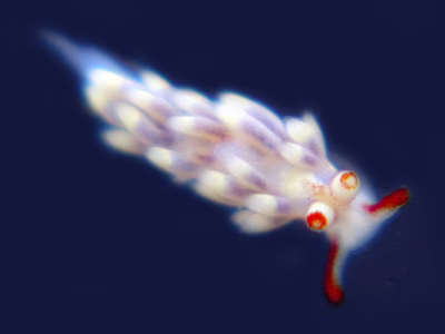 Tenellia sp. 46 - Tenellia sp. 46