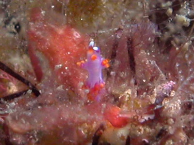 Samla rubropurpurata - Samla rubropurpurata