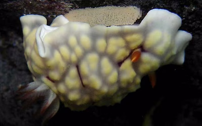 Goniobranchus conchyliatus - Goniobranchus conchyliatus