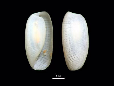 Liloa sp. 1 - Liloa sp. 1