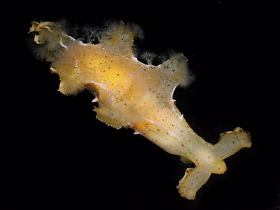 Scyllaea pelagica - Scyllaea pelagica