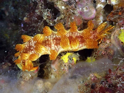 Marionia sp. 8 - Marionia sp. 8