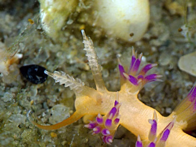 Facelina sp. 12 - Facelina sp. 12