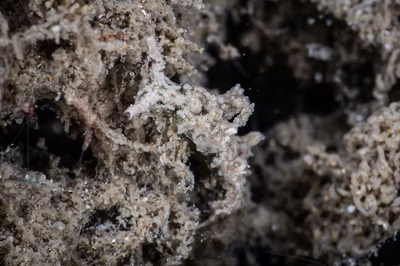 Elysia sp. 11 - Elysia sp. 11