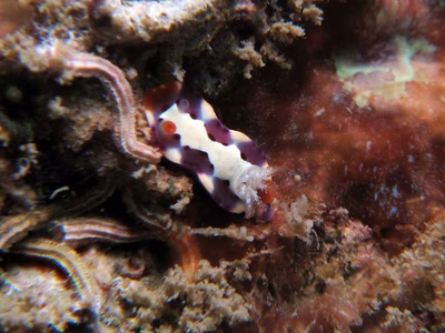 Thorunna sp. 3 - Thorunna sp. 3