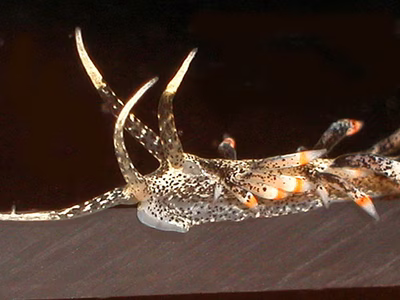 Herviella claror - Herviella claror