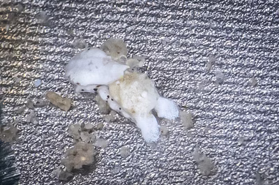 Niparaya sp. 14 - Niparaya sp. 14