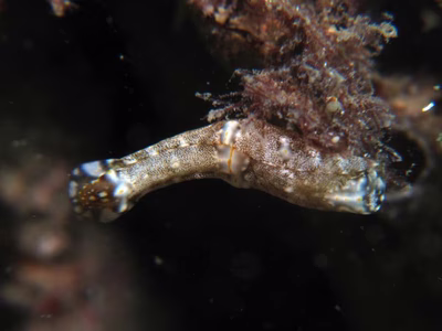 Philinopsis orientalis - Philinopsis orientalis