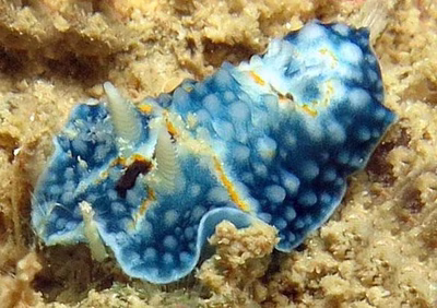 Aldisa albatrossae - Aldisa albatrossae