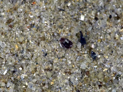 Niparaya sp. 10 - Niparaya sp. 10