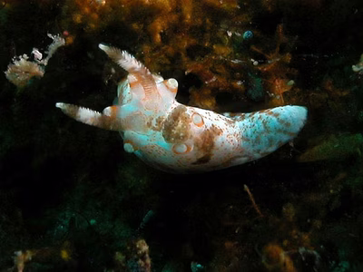 Okenia rhinorma - Okenia rhinorma