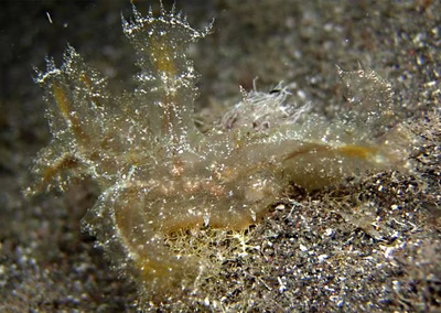 Melibe engeli - Melibe engeli