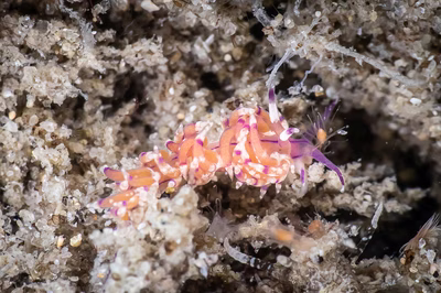 Unidentia sp. 10 - Unidentia sp. 10