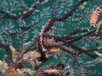 Pleurolidia juliae - Pleurolidia juliae