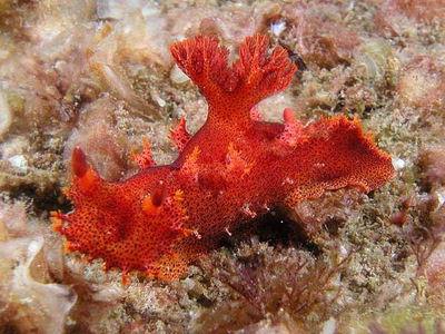 Plocamopherus imperialis - Plocamopherus imperialis