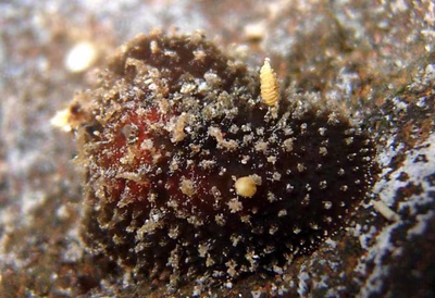 Thordisa oliva - Thordisa oliva