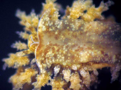 Janolus mirabilis - Janolus mirabilis