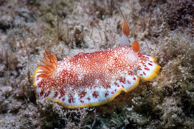 Goniobranchus sp. 6 - Goniobranchus sp. 6