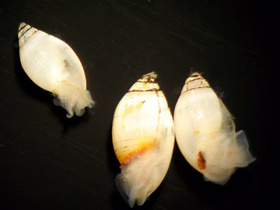 Pupa affinis juveniles - Pupa affinis juveniles